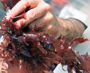 Types of edible sea and freshwater algae Red seaweeds