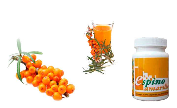 Properties of sea buckthorn in infusion, capsules, and fresh