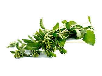 Proporties of stevia