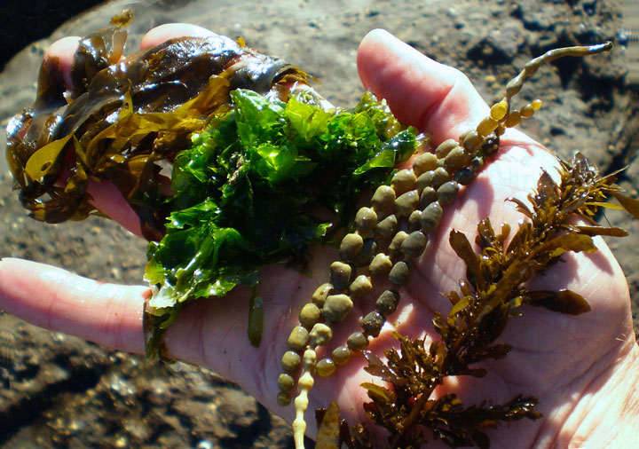 Types of edible sea and freshwater algae Types of edible seaweeds
