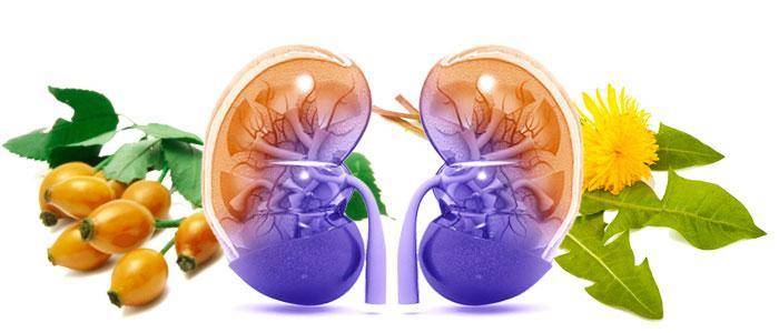 Natural diuretics and foods, loop diuretics, thiazides, and potassium-sparing diuretics What are diuretics and what are they for