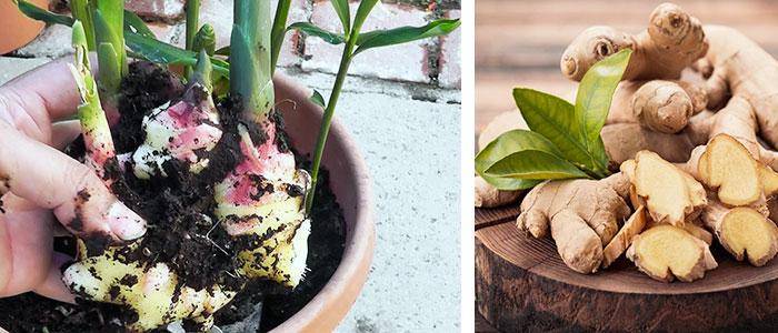Natural diuretics and foods, loop diuretics, thiazides, and potassium-sparing diuretics Natural diuretics for infusions with ginger (Zingibe officinale)
