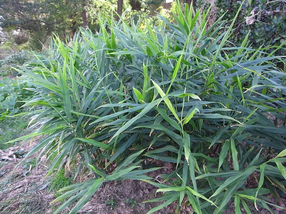 Ginger, Medicinal Properties and Benefits, Effects, and Ways of Use Zingiber officinale plant