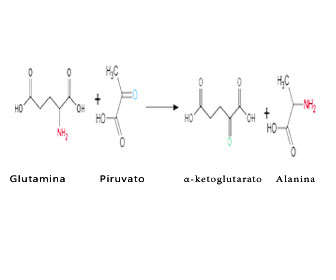 Alanina aminotransferasa