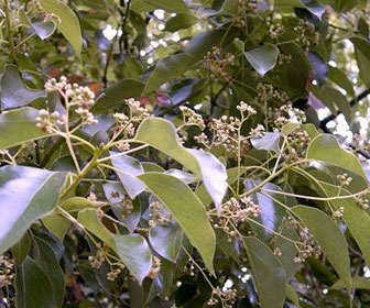 Árbol del alcanfor o alcanforero con nombre científico Cinnamomum camphora
