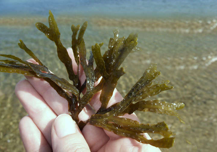 alga fucus natural