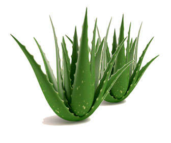 antraquinonas del aloe vera