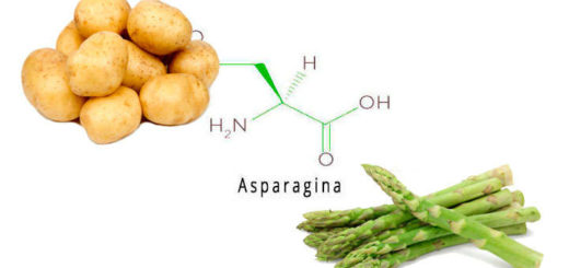 asparagina aminoácido