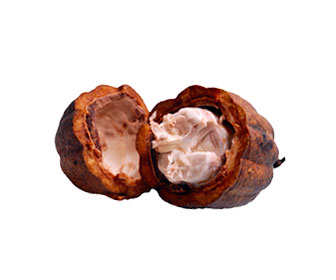 cacao ecologico