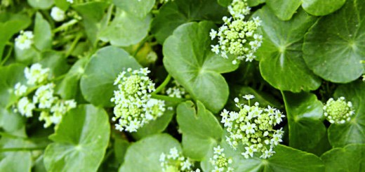 centella asiatica