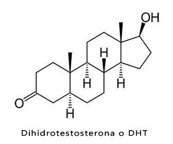 dihidrotestosterona o dht funciones