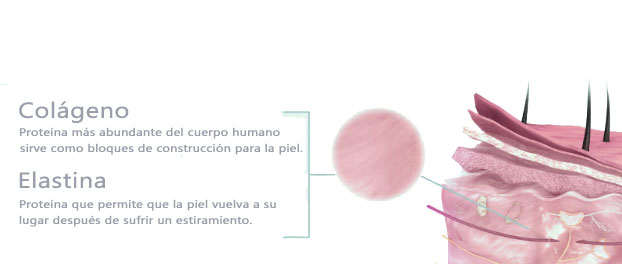 Beneficios de elastina y propiedades para la piel