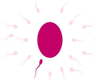 Tomar inositol para mejorar la fertilidad y ovulación