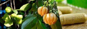 garcinia cambogia