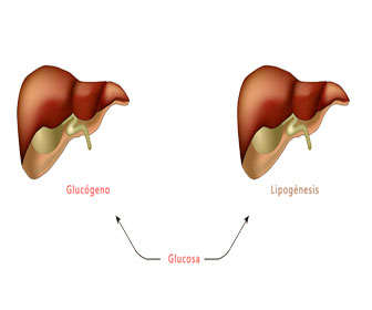 funcion del glucogeno hepatico y diferencias con el glucogeno muscular