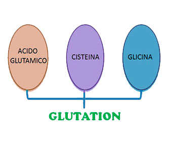 glutation estructura