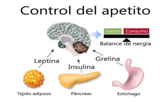 Qué es grelina, diferencias con leptina y función