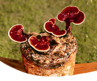 hongo ganoderma lucidum