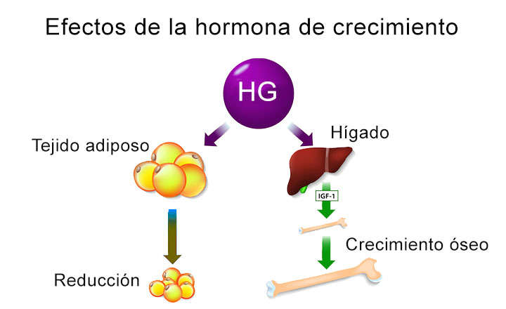 Efectos de la hormona de crecimiento