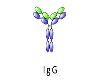 inmunoglobulina g