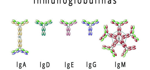 inmunoglobulinas, que son