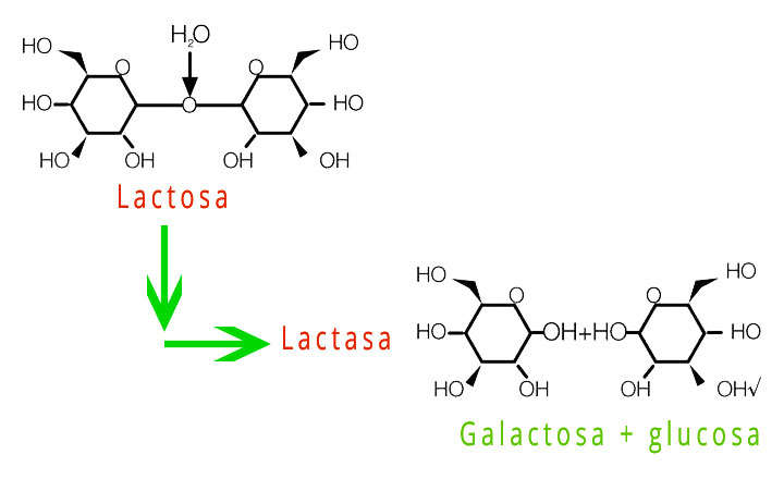 Lactasa enzima, qué es y para qué sirve en pastillas ¿Asimila la leche?