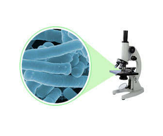 lactobacillus acidophilus dds-1 aumentado con microscopio
