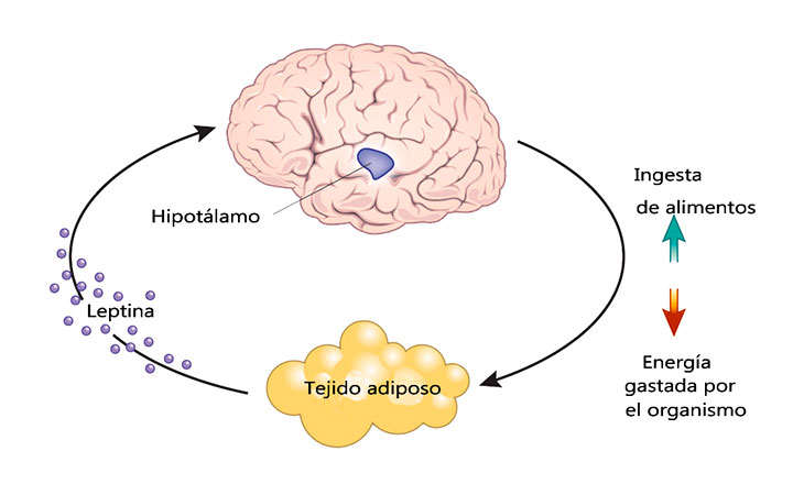 Qué es leptina y cuál es su función en el organismo
