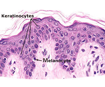 Melanocitos y queratinocitos