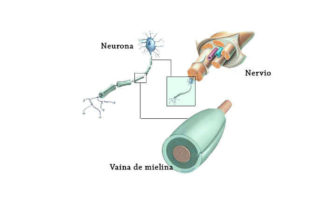 función de mielina en el cerebro