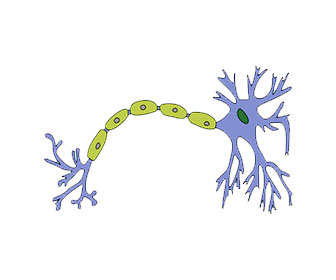 mielinizacion neuronal