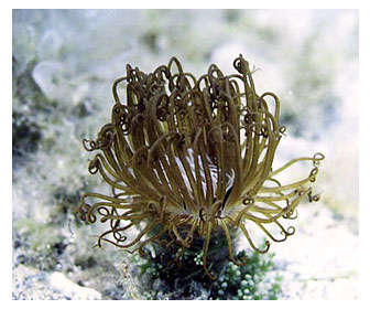 ortiga de mar o Anemonia sulcata
