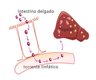 absorción del pirofosfato de hierro o férrico en el organismo contra la anemia ferropénica