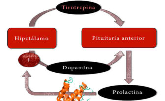 relación entre la hormona prolactina y dopamina