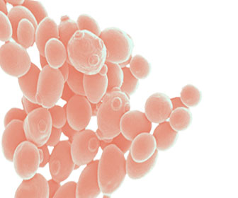 saccharomyces cerevisiae