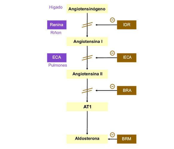 sistema renina angiotensina aldosterona