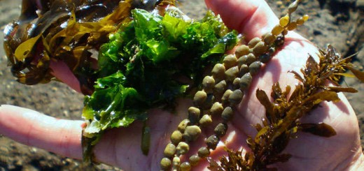 tipos de algas comestibles