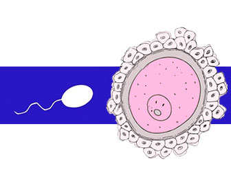 tipos de fecundacion in vitro