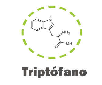 triptofano aminoacido